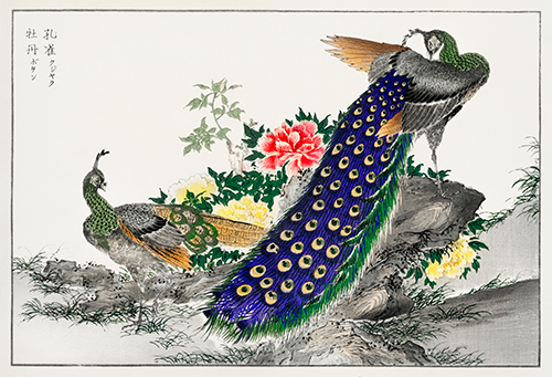 peacock and peony (1885) pictorial monograph of birds numata kashu 