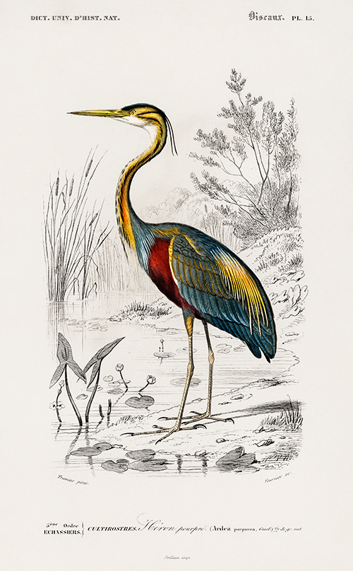 purple heron (ardea purpurea) (1806 1876) charles henry dessalines d orbigny 