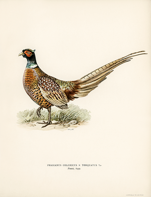 ring necked pheasant (phasianus colchicus torquatus) wright brothers 