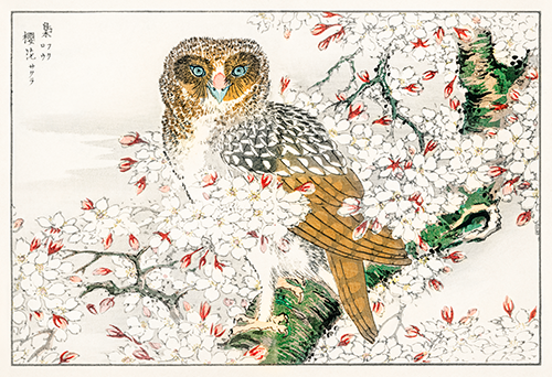 short eared owl and cherry flower (1885) pictorial monograph of birds numata kashu 