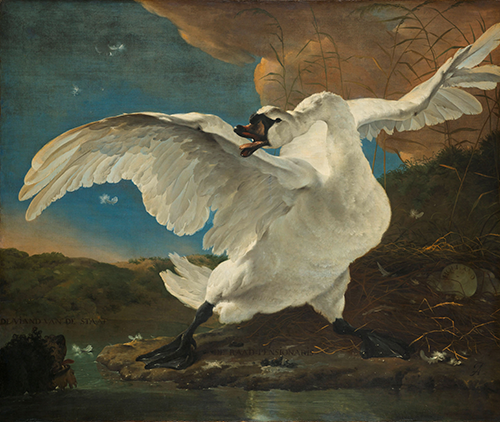 the threatened swan (1650) jan asselijn 