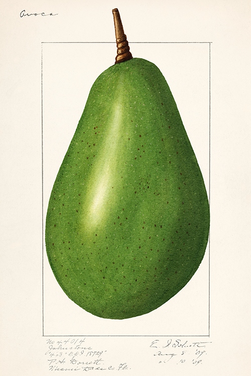 avocado (persea) (1916) amanda almira newton 