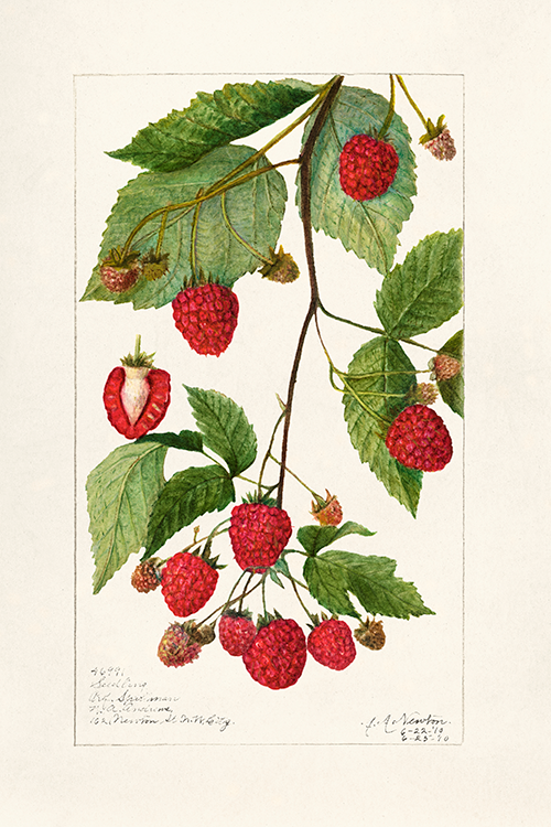 blackberries (rubus subg rubus watson) (1910) amanda almira newton 