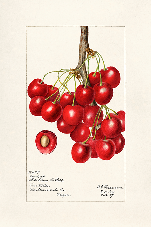 cherries (prunus avium) (1907) deborah griscom passmore 