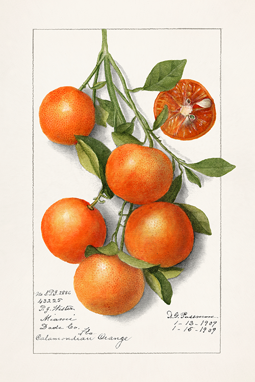 oranges (calamondian) (1919) deborah griscom passmore 