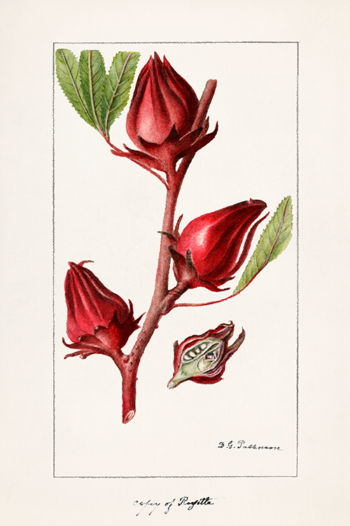 roselle (hibiscus sabdariffa) (1906) deborah griscom passmore 