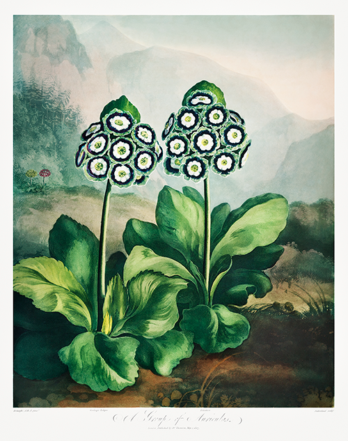 a group of auriculas (1807) robert john thornton 