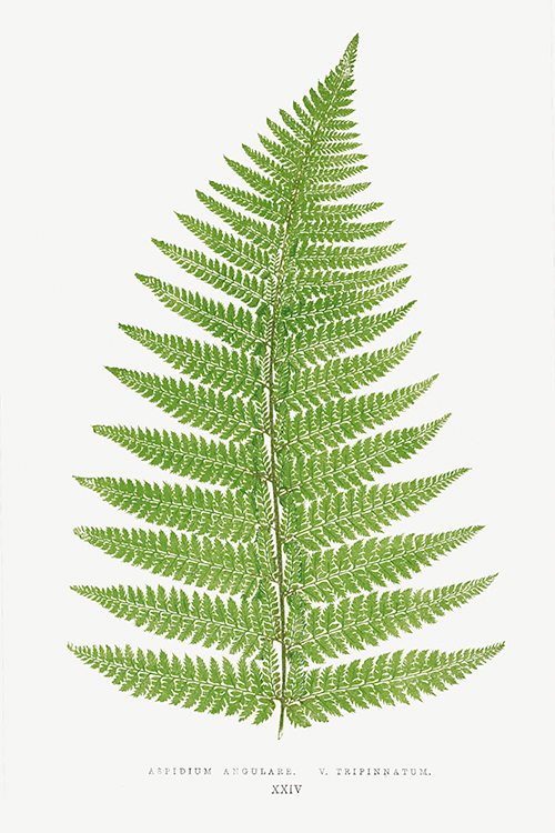 aspidium angulare v tripinnatum edward joseph lowe 