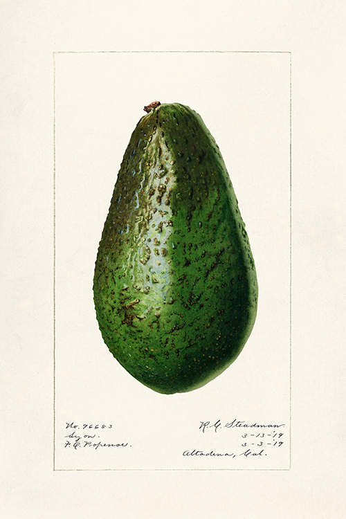 avocado (persea) (1919) royal charles steadman 