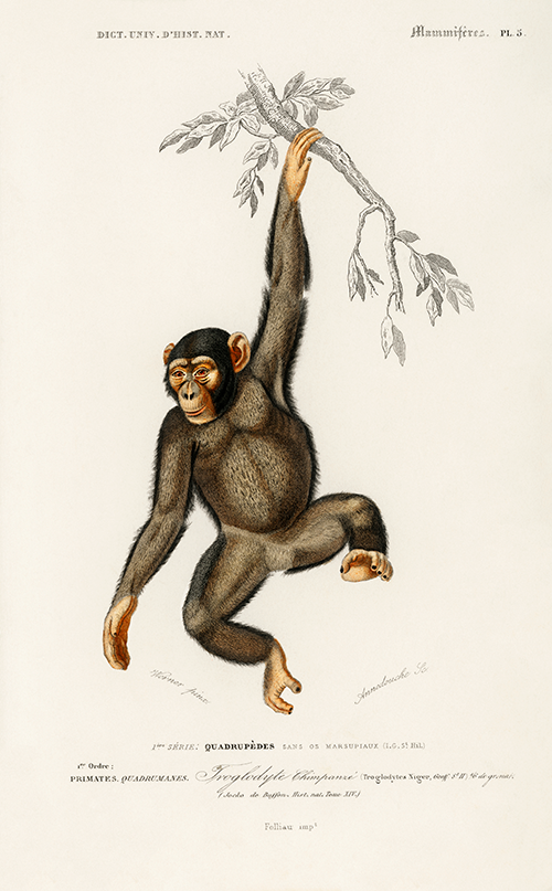 chimpangze (troglodyte chimpanze) (1806 1876) charles henry dessalines d orbigny 