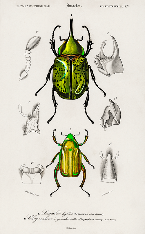 chrysina macropus (chrysophora macropa) and eastern hecules beetle (scarabaeus hyllus) (1806 1876) charles henry dessalines d orbigny 