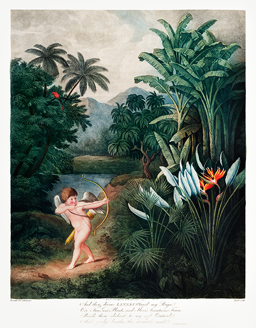 cupid inspiring plants with love (1807) robert john thornton 