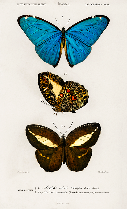 different types of butterfly (1806 1876) charles henry dessalines d orbigny 