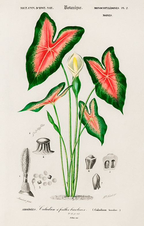 elephant ear (caladium bicolor) (1806 1876) charles henry dessalines d orbigny 