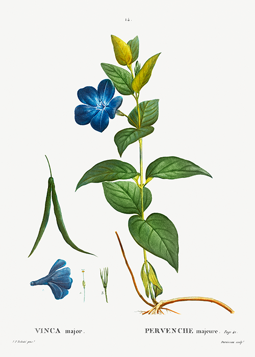 greater periwinkle (vinca major) (1801 1819) pierre joseph redouté 