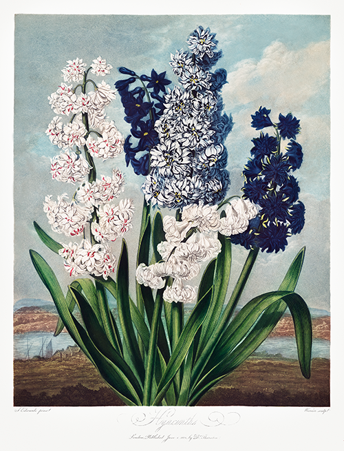 hyacinths (1807) robert john thornton 