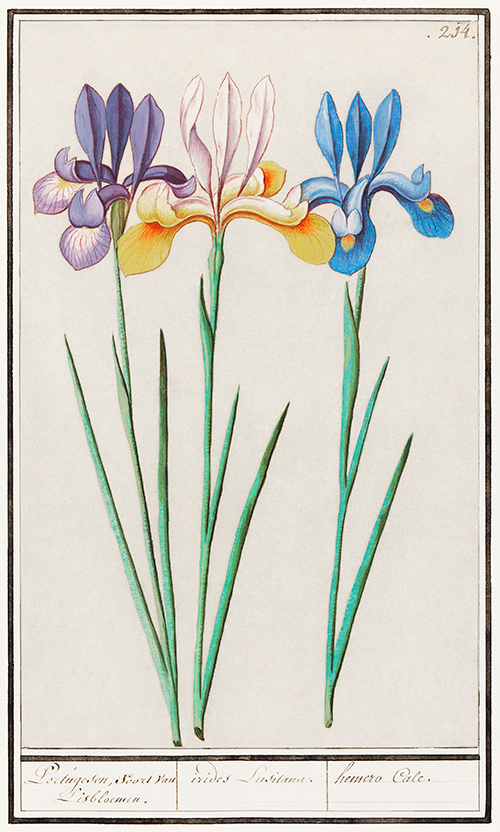 iris, iris sibirica (1596 1610) anselmus boëtius de boodt 