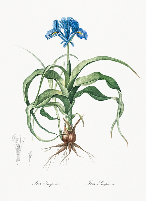 iris scorpiodes (1805) pierre joseph redouté 