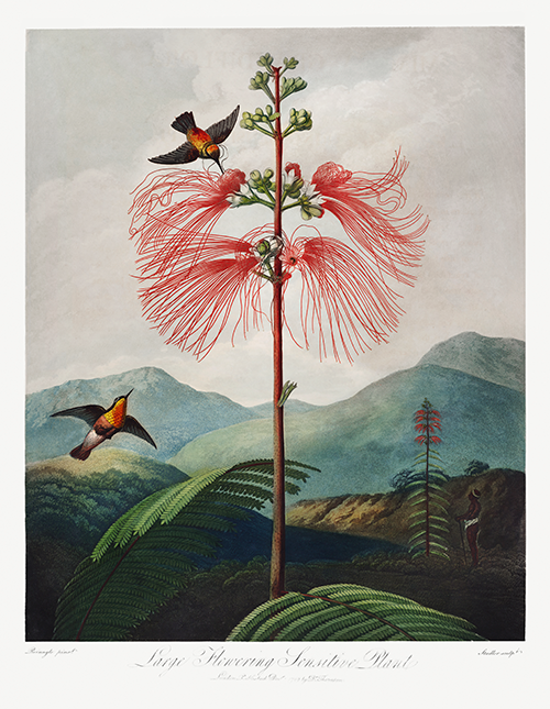 large flowering sensitive plant (1807) robert john thornton 