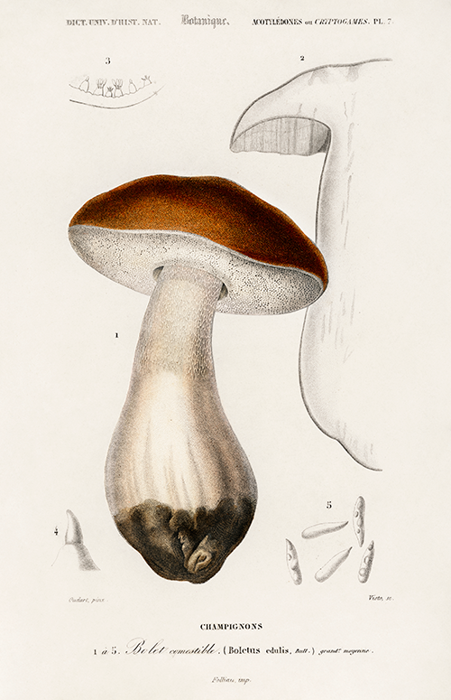 penny bun (boletus edulis) (1806 1876) charles henry dessalines d orbigny 