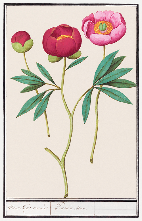 peony, paeonia (1596 1610) anselmus boëtius de boodt 