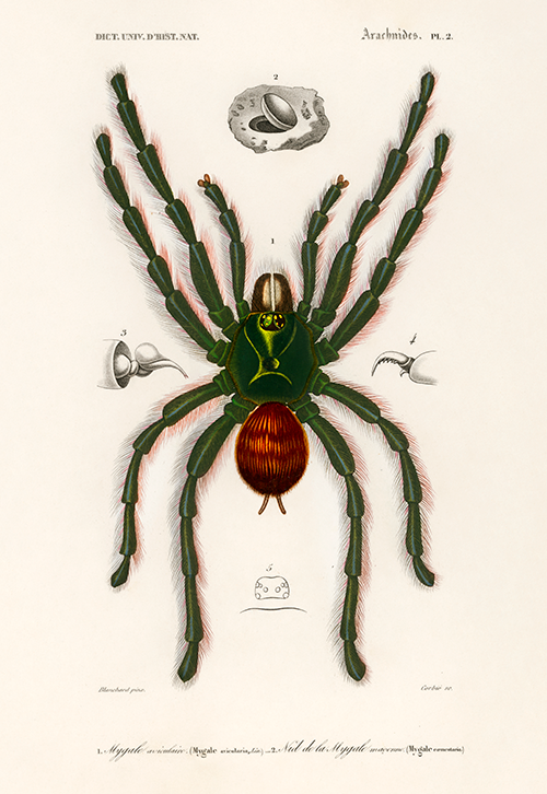 pinktoe tarantula (mygalomorphae) (1806 1876) charles henry dessalines d orbigny 