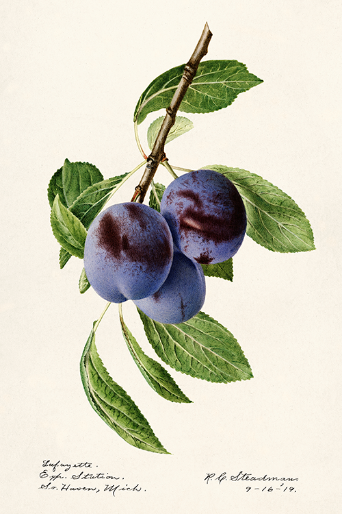 plums (prunus domestica) (1919) royal charles steadman 