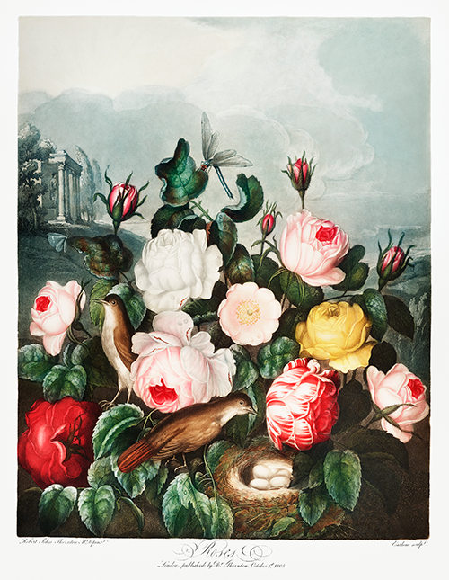 roses (1807) robert john thornton 