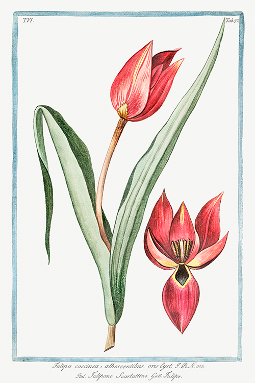 scarlet tulip (1772 1793) giorgio bonelli 