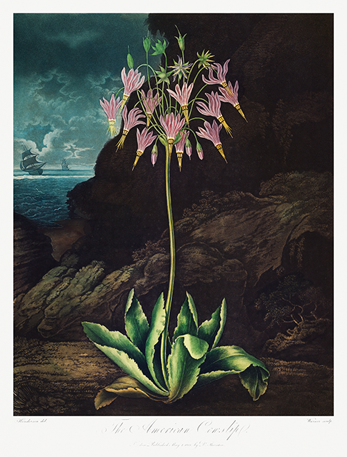 the american cowslip (1807) robert john thornton 