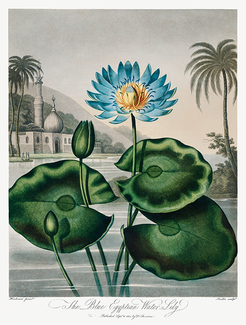 the blue egyptian water lily (1807) robert john thornton 