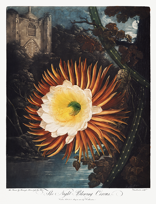 the night blowing cereus (1807) robert john thornton 