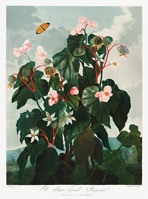 the oblique leaved begonia (1807) robert john thornton 