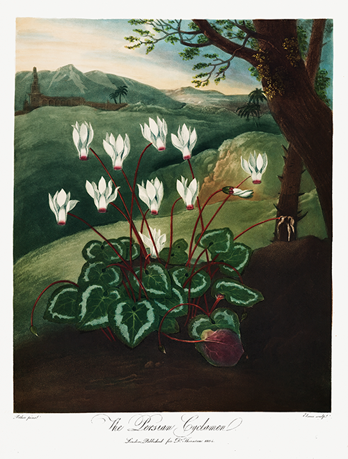 the persian cyclamen (1807) robert john thornton 