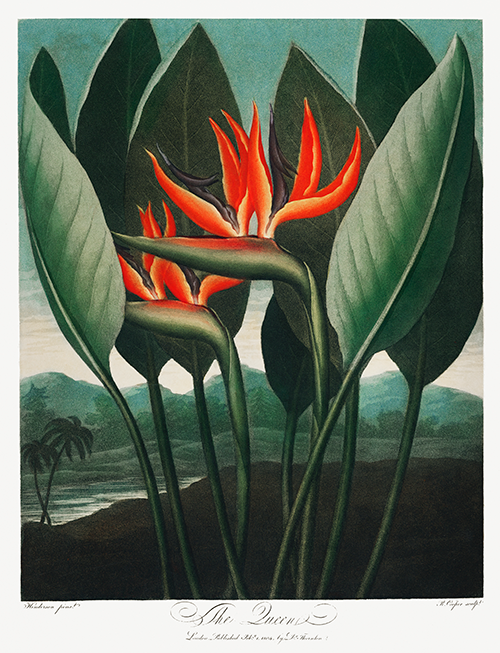 the queen plant (1807) robert john thornton 