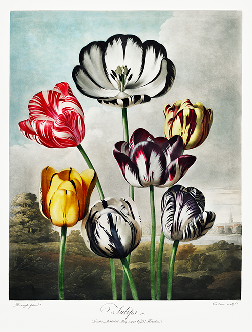 tulips (1807) robert john thornton 