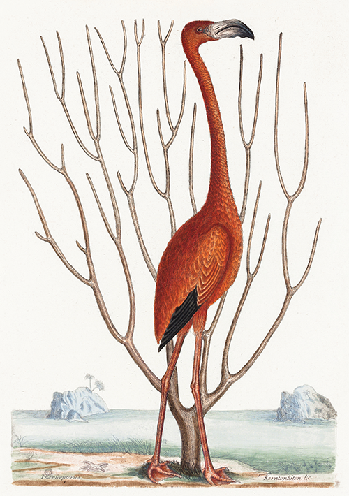 flamingo (1731 1743) mark catesby 