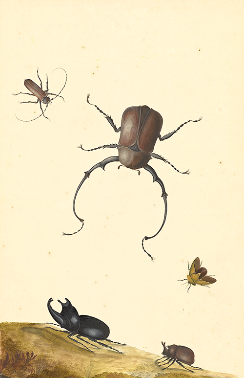 four beetles and a flying stink bug (1715) nicolaas struyck 