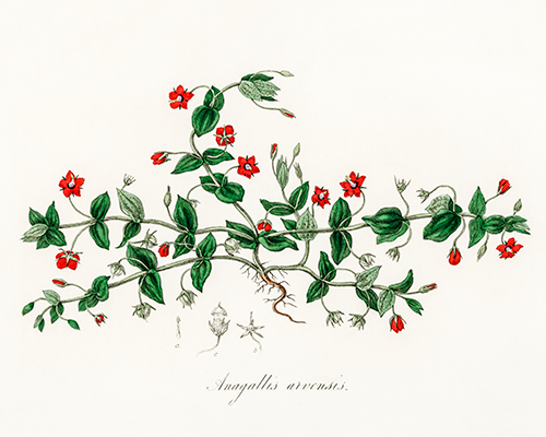 scarlet pimpernel (anagallis arvensis) (1836) james morss churchill john stephenson 