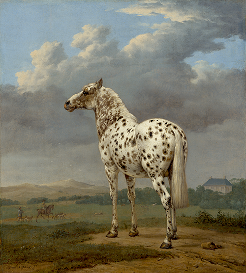 the piebald horse (1650 1654) paulus potter 