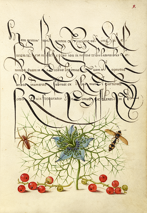 spider, love in a mist, potter wasp, and red currant (1561 1596) georg bocskay joris hoefnagel 