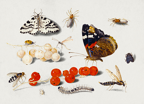 leptir, gusenica, moljac, insekti i ribizle (1650 1655) jan van kessel 