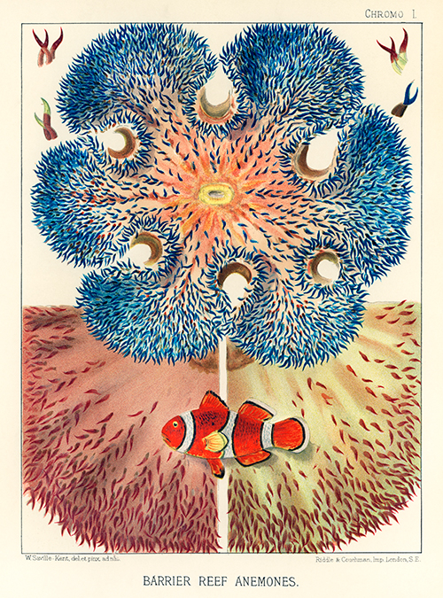 anemone (sase) velikog koralnog grebena (1893) william saville kent 